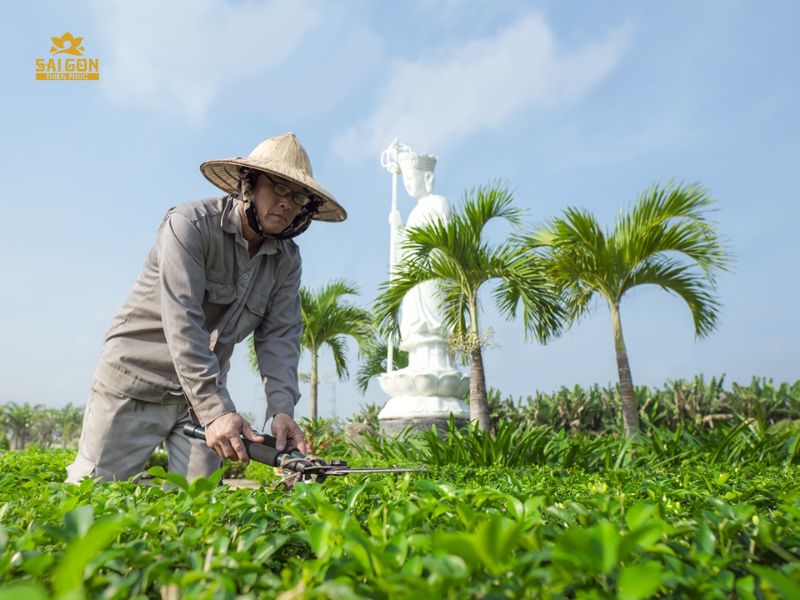 Chăm sóc, bảo dưỡng cảnh quan